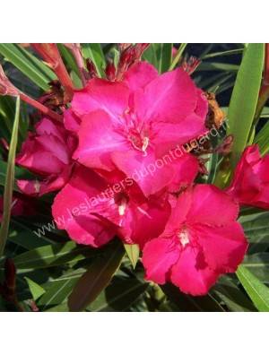 Pépinière Sernhac Les Lauriers du Pont du Gard
