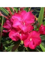 Pépinière Sernhac Les Lauriers du Pont du Gard